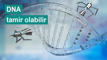 DNA'nın yenilenme şansı vardır ve DNA tamir olabilir