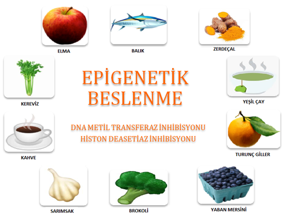 Epigenetik Beslenme